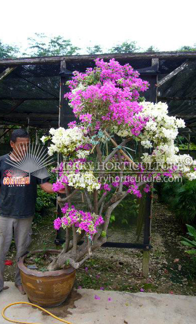 Bongainvillea Bonsai Mix 5